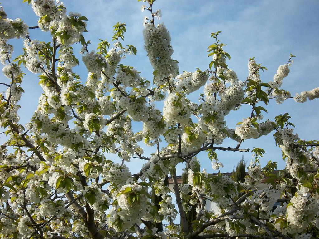 Le Bottesele Farm stay San Zeno di Montagna
