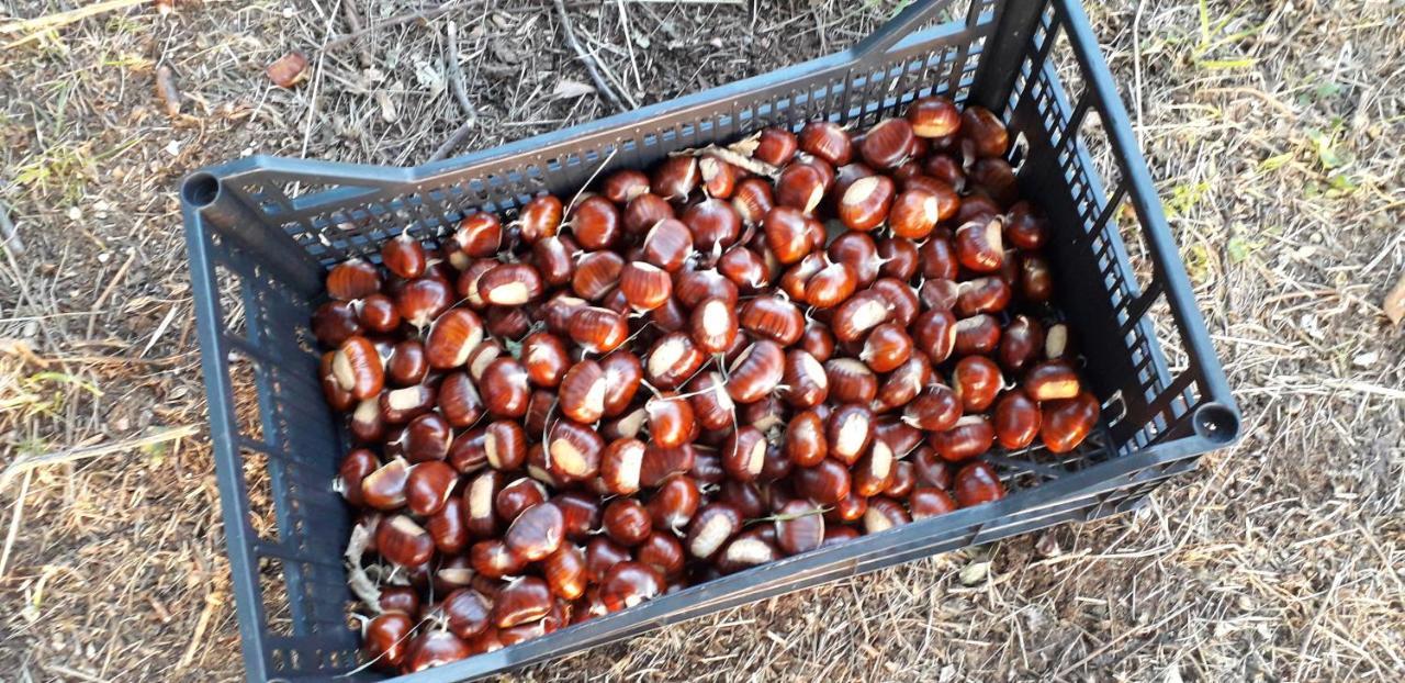 Le Bottesele