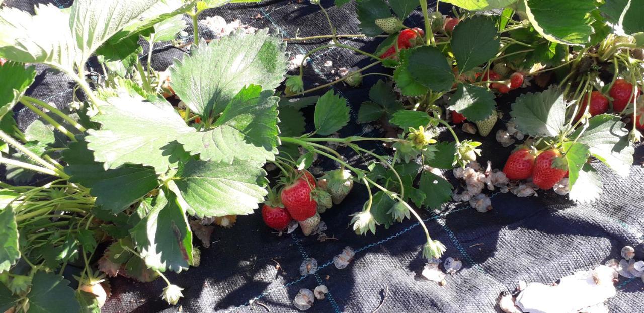 Le Bottesele Séjour à la ferme *
