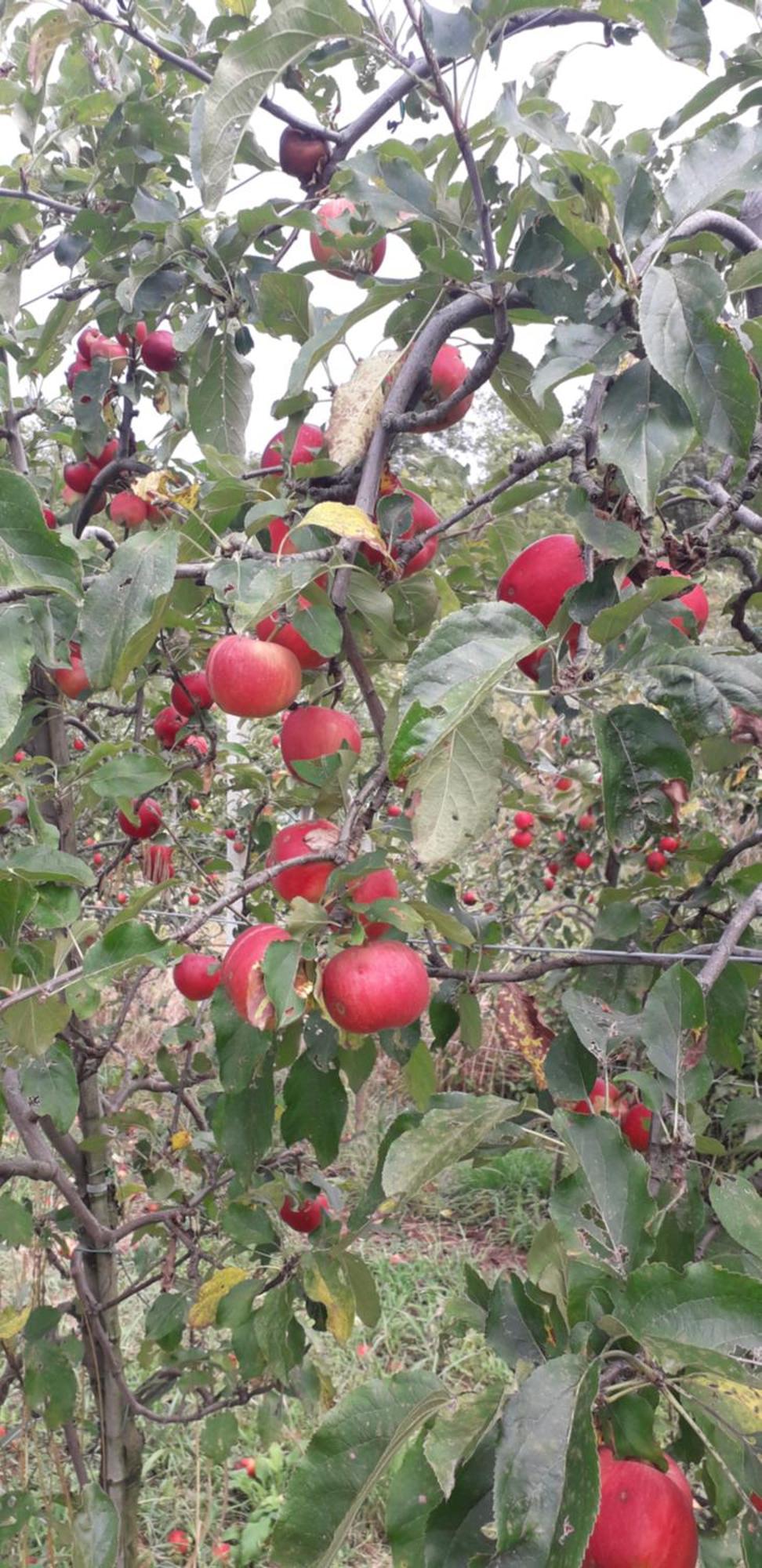 Le Bottesele * San Zeno di Montagna