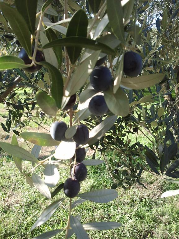 Le Bottesele San Zeno di Montagna